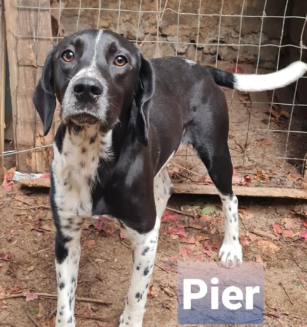 Pier Cucciolo Simil Pointer/Setter
